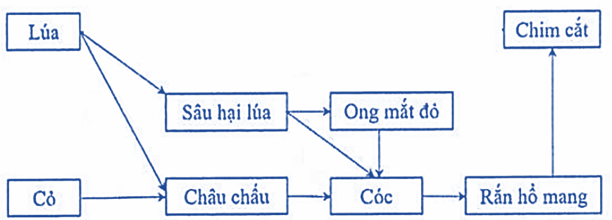 Theo lí thuyết, phát biểu nào sau đây không đúng về lưới thức ăn này?  (ảnh 1)