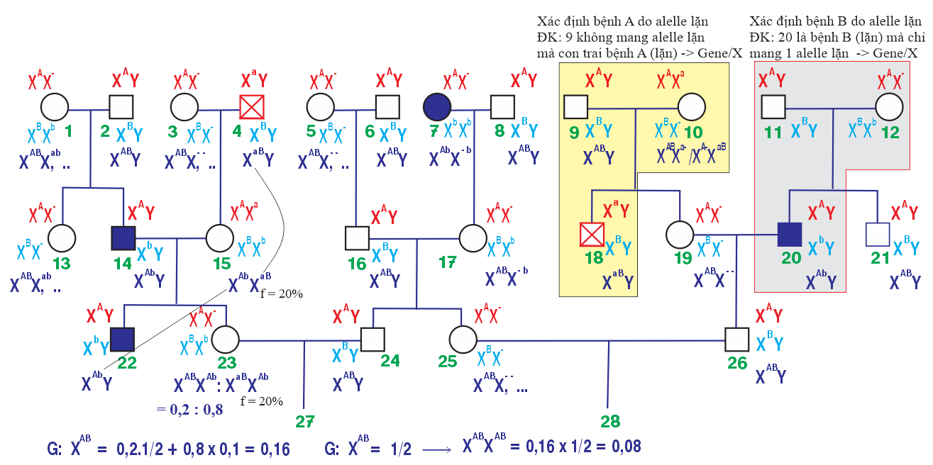 Theo lí thuyết, tỉ lệ sinh một đứa con có kiểu gene mang 4 allele trội của cặp vợ chồng 23 và 24 là bao nhiêu? (ảnh 2)