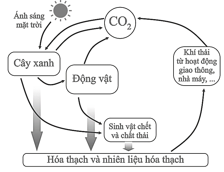 Nhận định sau đây về sơ đồ này là Đúng? (ảnh 1)