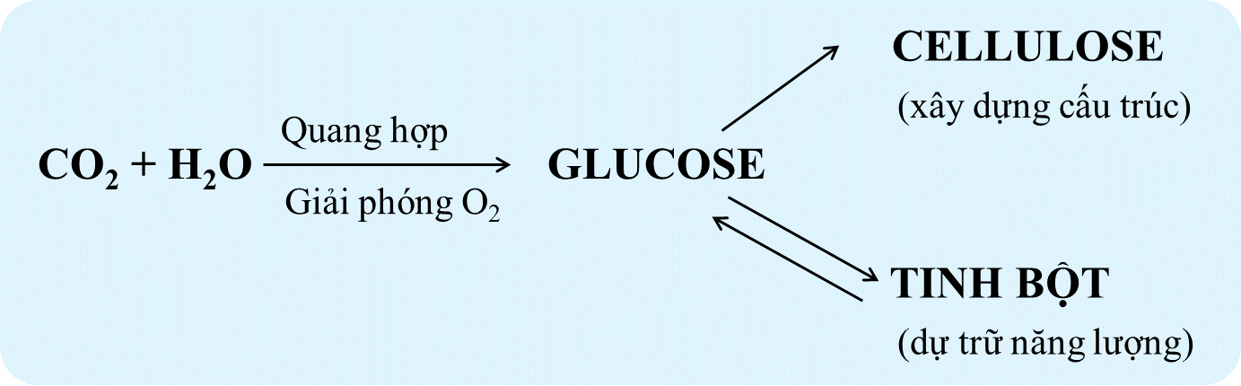 Trình bày sự tạo thành tinh bột và cellulose ở thực vật. (ảnh 1)