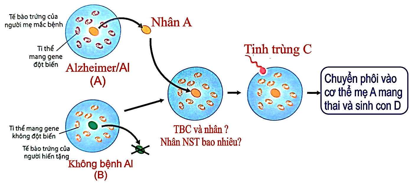 Phát biểu nào sau đây là sai khi nói về bệnh Alzheimer của gia đình này? (ảnh 1)