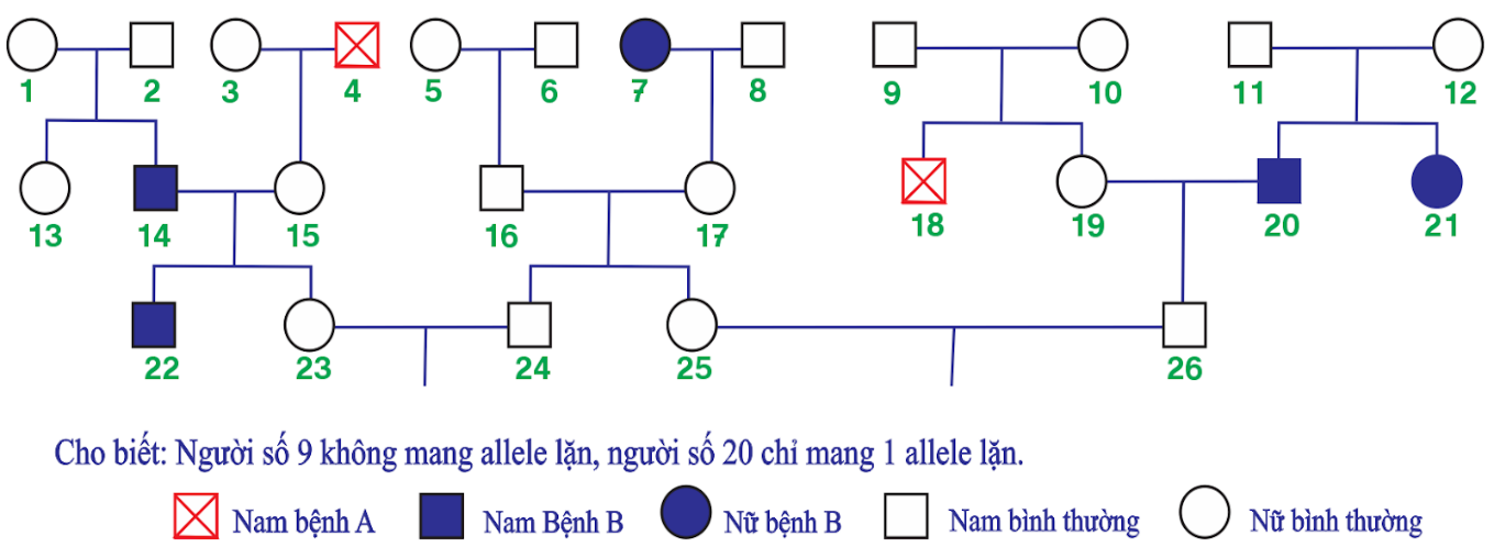 Theo lí thuyết, tỉ lệ sinh một đứa con có kiểu gene mang 4 allele trội của cặp vợ chồng 23 và 24 là bao nhiêu? (ảnh 1)