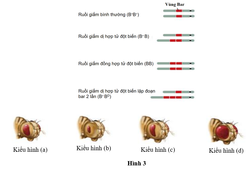 Ruồi giấm dị hợp tử đột biến (B+B) có kiểu hình nào sau đây? (ảnh 1)