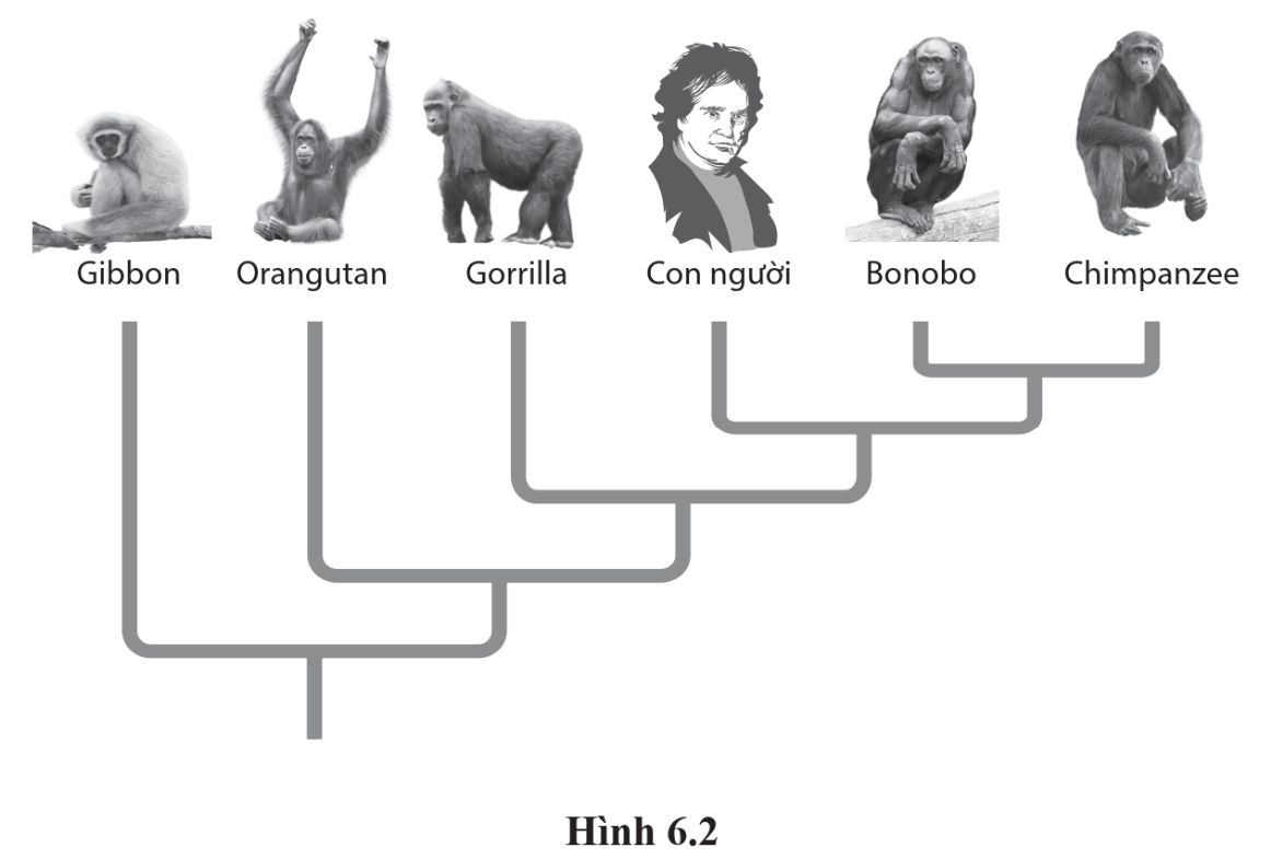 Dựa theo cây phát sinh chủng loại (hình 6.2), sinh vật có họ hàng gần gũi nhất với con người là: (ảnh 1)