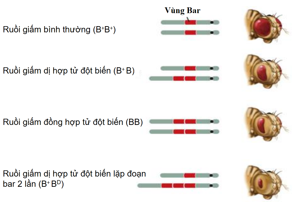 Ruồi giấm dị hợp tử đột biến (B+B) có kiểu hình nào sau đây? (ảnh 2)