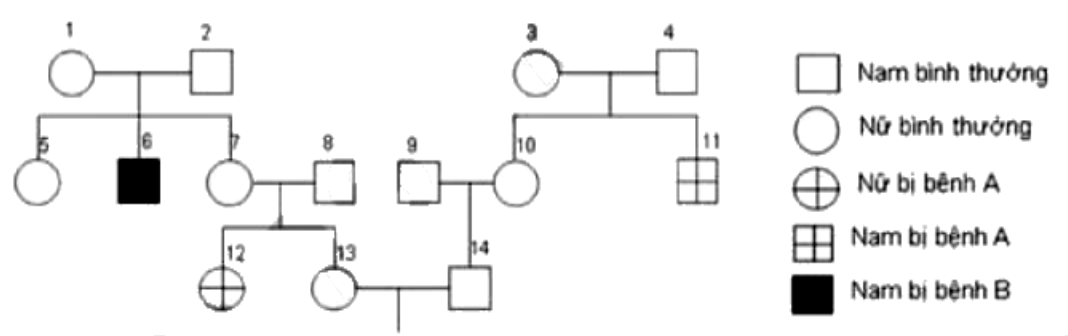 Theo lí thuyết, xác suất sinh con gái đầu lòng dị hợp 1 cặp gene của cặp 13-14 là bao nhiêu %? (ảnh 1)