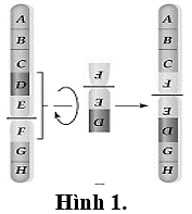 Hình 1 mô tả cơ chế phát sinh đột biến cấu trúc nhiễm sắc thể dạng (ảnh 1)