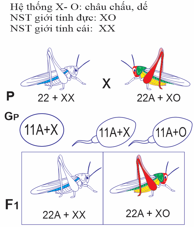 Ở loài, nhiễm sắc thể giới tính và cơ chế di truyền NST giới tính được sơ đồ minh họa.  (ảnh 1)