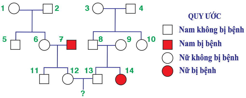 Xác suất sinh con đầu lòng không bị bệnh của cặp vợ chồng III.12 – III.13 trong phả hệ này là bao nhiêu phần trăm?  (ảnh 1)