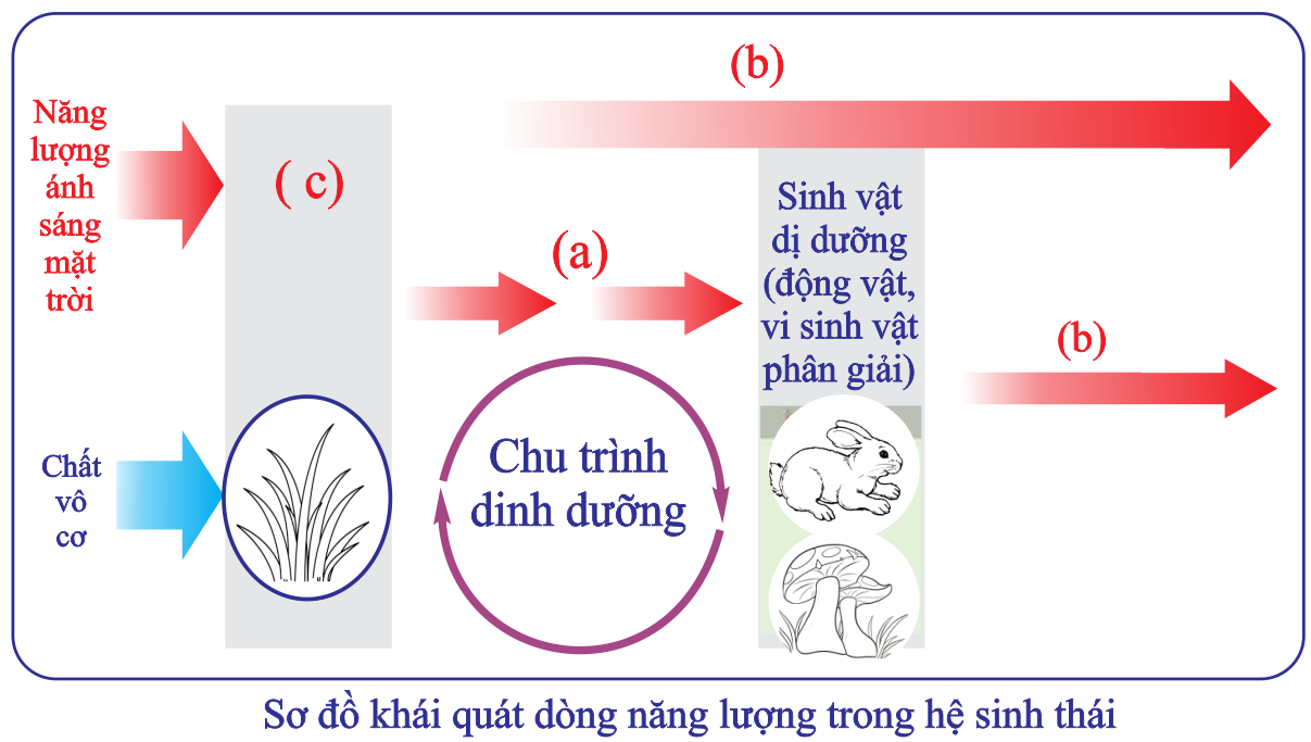 Có bao nhiêu phát biểu sau đây đúng? (ảnh 1)