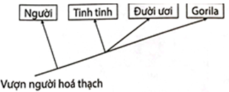 Sơ đồ cây phát sinh chủng loại nào sau đây phản ánh đúng quan hệ nguồn gốc giữa các loài nói trên? (ảnh 1)