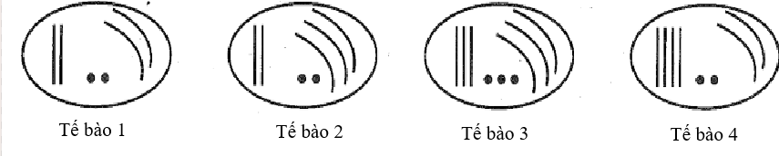 Tế bào nào ở hình 7 chứa bộ nhiễm sắc thể của thể đột biến này?  	 (ảnh 1)