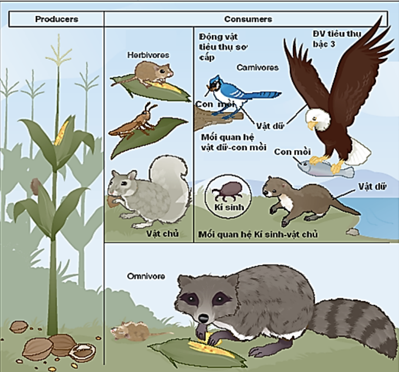 Có bao nhiêu loài thuộc nhóm sinh vật tiêu thụ bậc 2?   (ảnh 1)