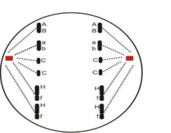 Tổng số NST môi trường cung cấp cho nhóm tế bào sinh dục sơ khai thực hiện quá  trình tạo giao tử là bao nhiêu? (ảnh 1)