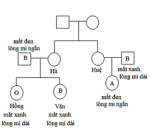 Nhận định sau đây là Đúng về về sự di truyền các tính trạng ở đại gia đình trên? (ảnh 1)