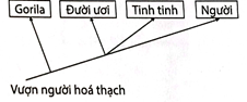 Sơ đồ cây phát sinh chủng loại nào sau đây phản ánh đúng quan hệ nguồn gốc giữa các loài nói trên? (ảnh 2)