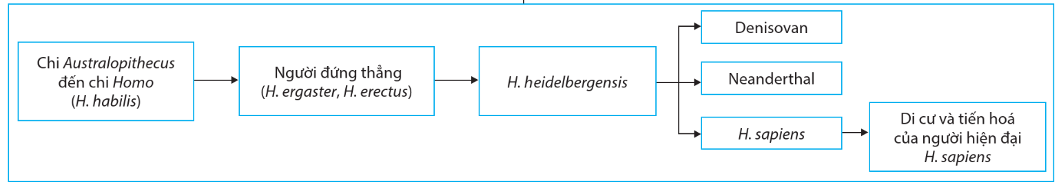 Hãy viết liền các số tương ứng với trình tự các giai đoạn trung gian hình thành nên loài người hiện đại ngày nay. (ảnh 1)