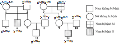 Theo lí thuyết, xác suất sinh con thứ hai bị bệnh của cặp 9 - 10 là bao nhiêu? (ảnh 2)