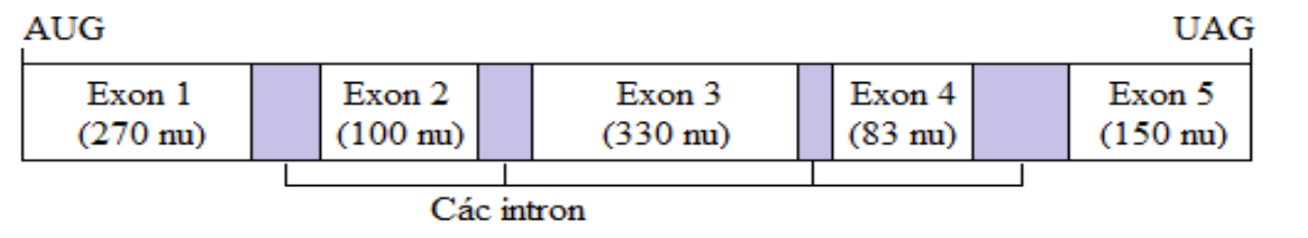 Cho biết tổng số nucleotide tối đa mà mRNA đó có  thể có là bao nhiêu?   (ảnh 1)