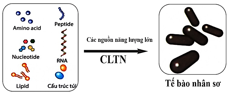 Hình dưới đây mô tả giai đoạn nào của quá trình phát sinh sự sống trên trái đất?   (ảnh 1)