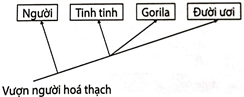 Sơ đồ cây phát sinh chủng loại nào sau đây phản ánh đúng quan hệ nguồn gốc giữa các loài nói trên? (ảnh 3)