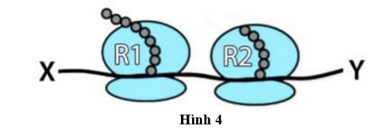 Mỗi ribosome sẽ di chuyển về phía nào trên mRNA? (ảnh 1)