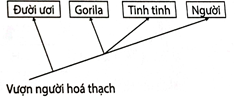 Sơ đồ cây phát sinh chủng loại nào sau đây phản ánh đúng quan hệ nguồn gốc giữa các loài nói trên? (ảnh 4)