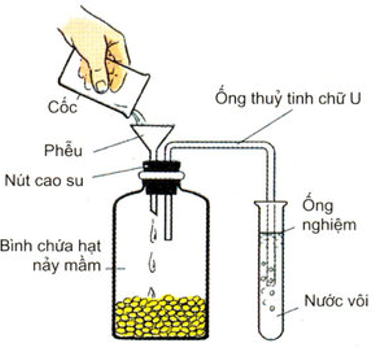 Nước vôi được sử dụng trong thí nghiệm này nhằm mục đích nào sau đây?  (ảnh 1)