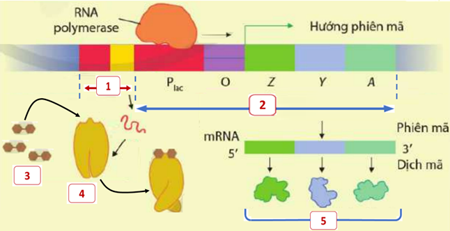 Enzyme này tương ứng với vị trí nào trên hình 8? (ảnh 1)