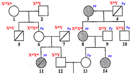 Có thể xác định chính xác được kiểu gene của bao nhiêu người trong phả hệ trên? (ảnh 2)