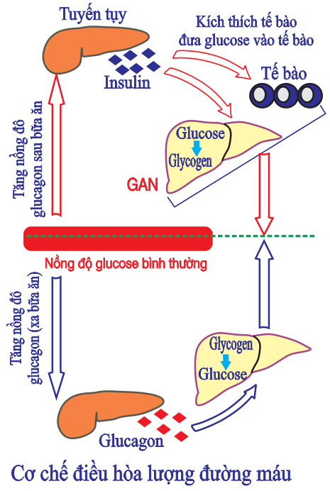 Dựa trên hình về gan điều hòa glucose trong máu. Có bao nhiêu phát biểu sau đây đúng? (ảnh 1)