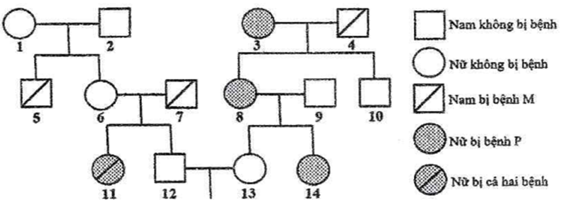 Có thể xác định chính xác được kiểu gene của bao nhiêu người trong phả hệ trên? (ảnh 1)