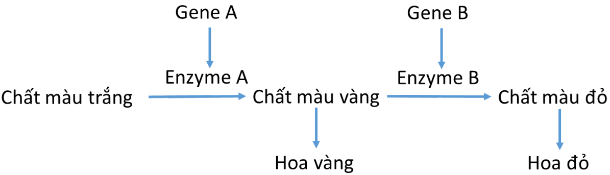 Người ta cho giao phấn các cây hoa đỏ, đài rời với cây hoa trắng, đài hợp. Có tối đa bao nhiêu phép lai mà ở đời con có xuất hiện cây cho hoa vàng, đài rời? (ảnh 1)