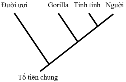 Dựa vào thông tin trên và Hình 7, hãy viết liền các số thể hiện mối quan hệ nguồn gốc giữa các loài linh trưởng với người theo thứ tự từ quan hệ xa đến gần gũi về nguồn gốc. (ảnh 1)