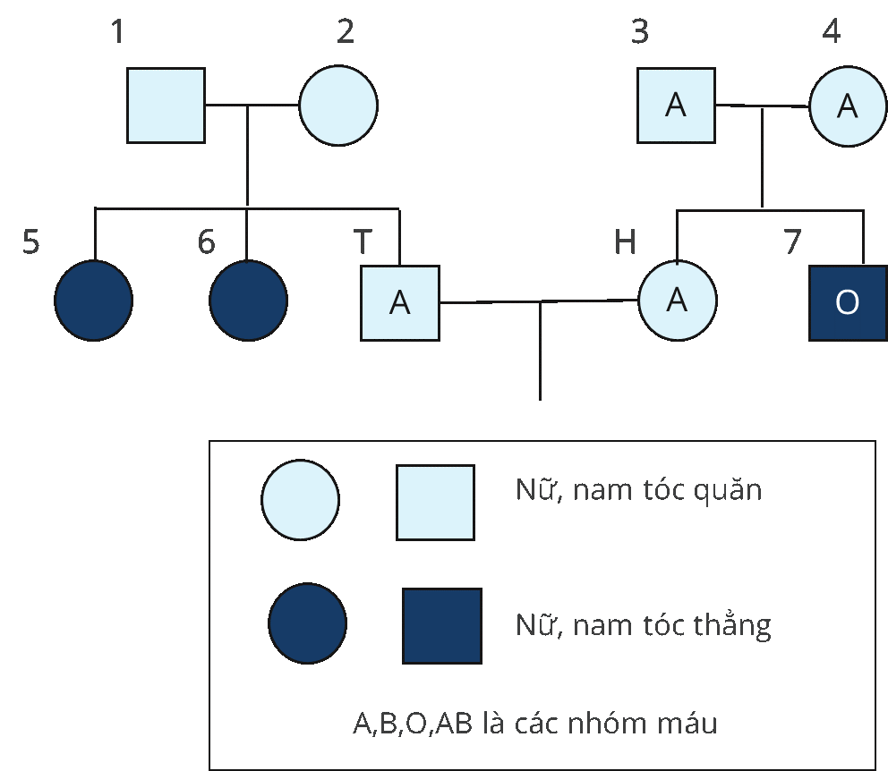 Theo lí thuyết, xác suất sinh con đầu lòng là con gái có nhóm máu A, tóc thẳng của T và H là bao nhiêu? (ảnh 1)