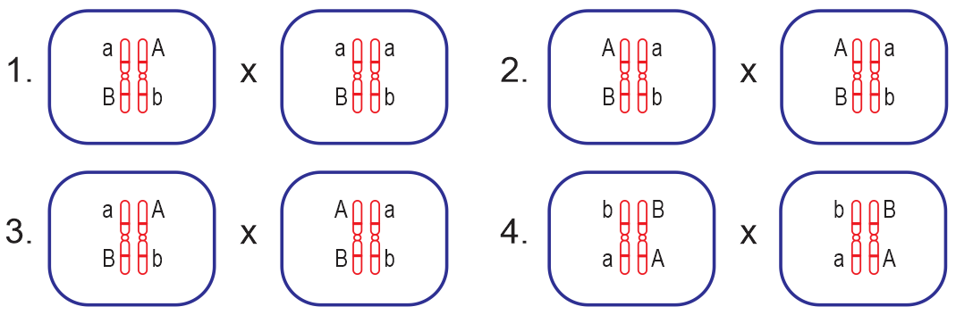 Trên cơ sở tế bào học, kiểu gene của cơ thể bố mẹ F1 sau đây? (ảnh 1)