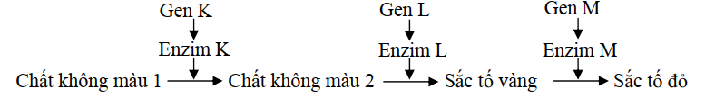 Biết rằng không xảy ra đột biến, theo lí thuyết, trong tổng số cây thu được ở F2, số cây hoa trắng chiếm tỉ lệ là bao nhiêu? (ảnh 1)