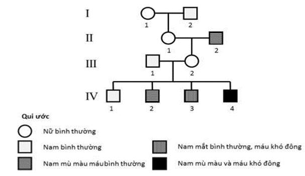 Nếu xảy ra hoán vị gene với tần số bằng 20% thì xác suất để cặp vợ chồng III-1 × III-2 sinh được con gái có kiểu gene dị hợp tử hai cặp gene là bao nhiêu? (ảnh 1)