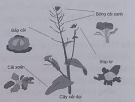 Cây cải dại được con người trồng trải qua nhiều năm đã tạo thành nhiều loại cải khác nhau.  Đây là ví dụ về (ảnh 1)