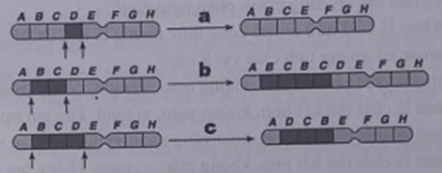 Hình dưới đây minh họa một số dạng đột biến cấu trúc NST. Các hình a,b,c lần lượt là các dạng đột biến nào? (ảnh 1)