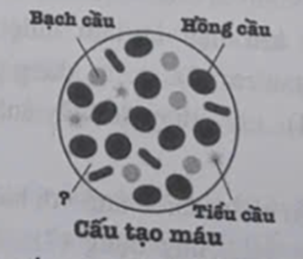 Thành phần bị thiếu tên trong hình cấu tạo máu bên dưới là (ảnh 1)