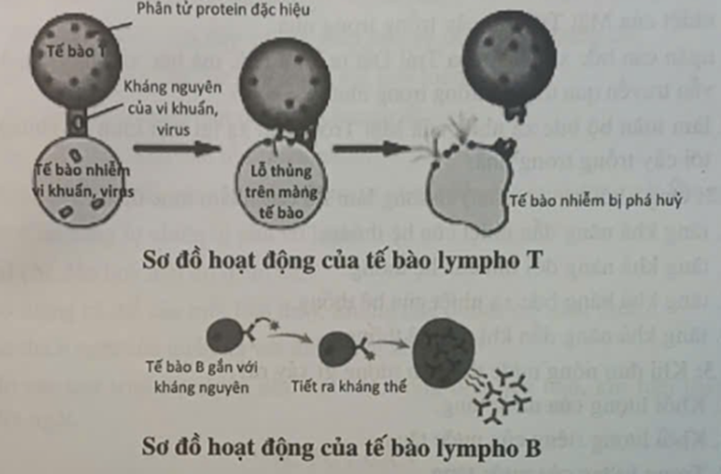 Cho ba hình dưới đây, em hãy sắp xếp lại cho hợp lí theo thứ tự các hàng rào bảo (ảnh 1)