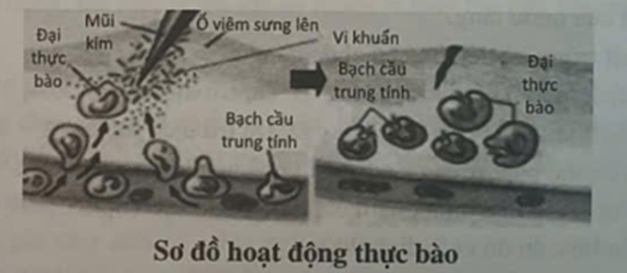 Cho ba hình dưới đây, em hãy sắp xếp lại cho hợp lí theo thứ tự các hàng rào bảo (ảnh 2)