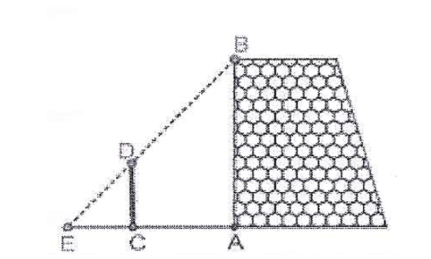 Một nhóm bạn học sinh lớp 8 đã thực hành đo chiều cao \(AB\) của một bức tường như sau: (ảnh 1)