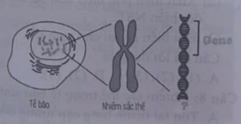 Cấu trúc còn thiếu trong sơ đồ mối quan hệ từ gene đến tế bào ở hình dưới đây tên gì? (ảnh 1)