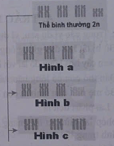 Hình a trong ảnh dưới đây mô tả dạng đột biến số lượng NST có tên là gì? (ảnh 1)