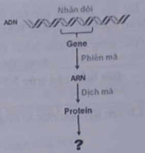 Cấu trúc còn thiếu trong sơ đồ mối quan hệ giữa gene và protein ở hình bên dưới là gì? (ảnh 1)