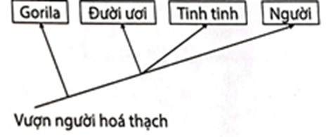 Sơ đồ cây phát sinh chủng loại nào sau đây phản ánh đúng quan hệ nguồn gốc giữa các loài nói trên? (ảnh 2)