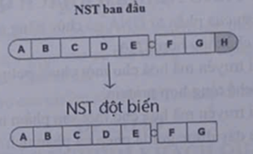 Hình ảnh dưới đây mô tả đột biến cấu trúc NST ở dạng nào? (ảnh 1)