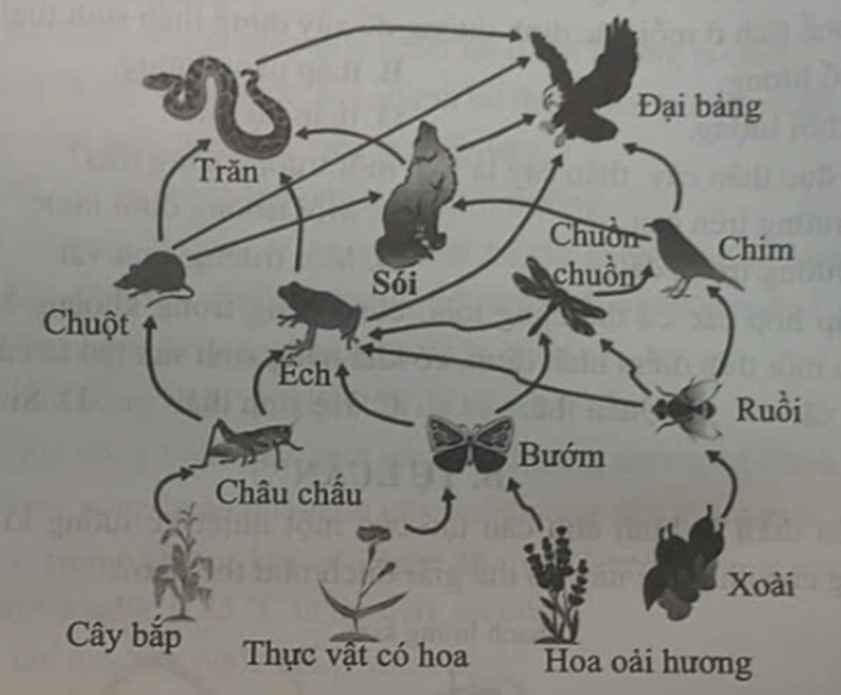 Quan sát lưới thức ăn, em hãy viết 3 chuỗi thức ăn gồm có 3 mắt xích trở lên và có mắt xích là ếch. (ảnh 1)